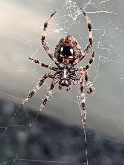 Green Springs Community Park - Green Springs, OH