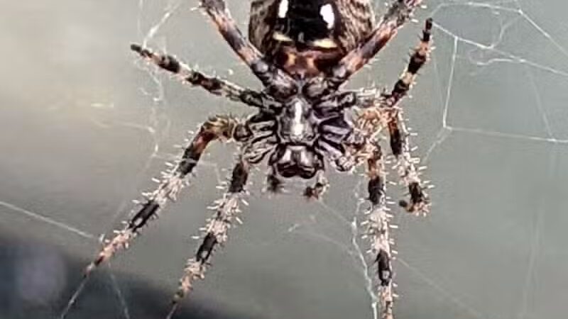 Green Springs Community Park - Green Springs, OH