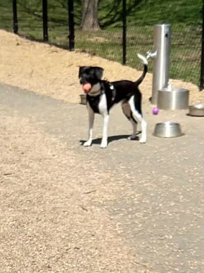 Paws Park - Greenfield, MA