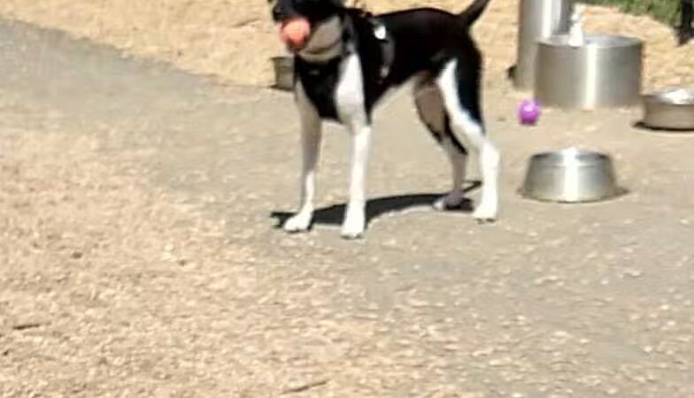 Paws Park - Greenfield, MA