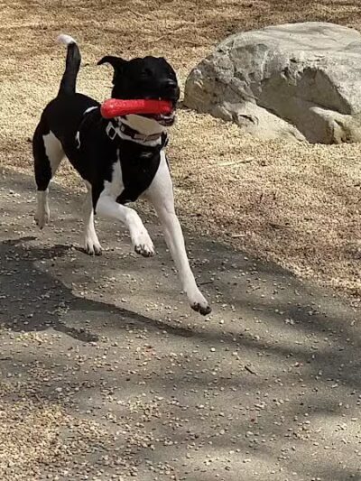 Paws Park - Greenfield, MA