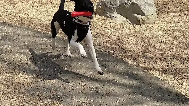 Paws Park - Greenfield, MA