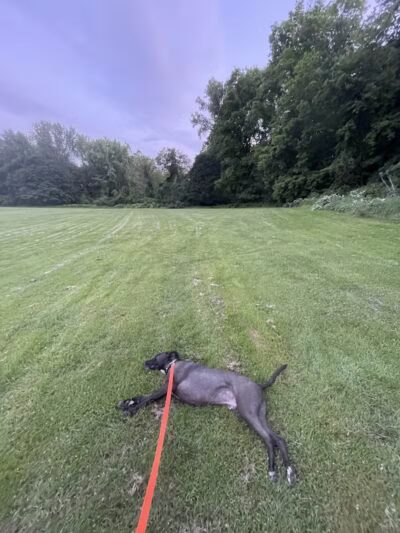 Paws Park - Greenfield, MA