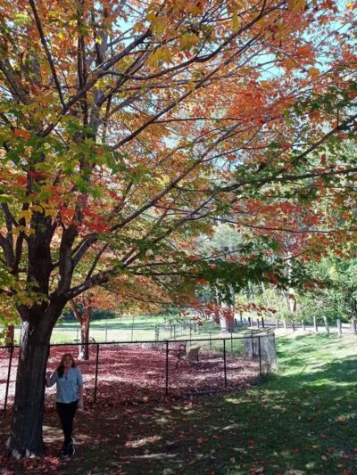 Paws Park - Greenfield, MA