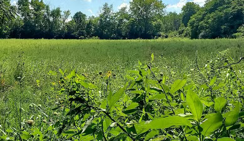 Felson Park - Greenfield, OH