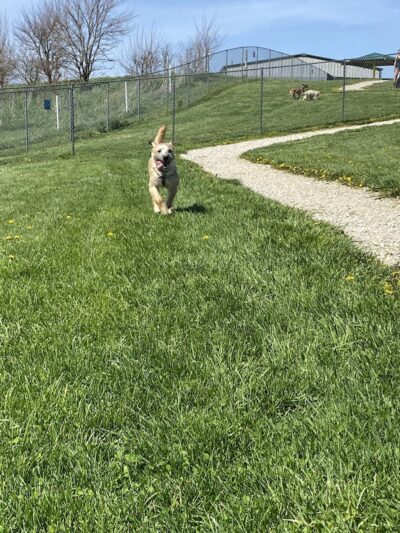 Scentral Dog Park - Greenville, OH