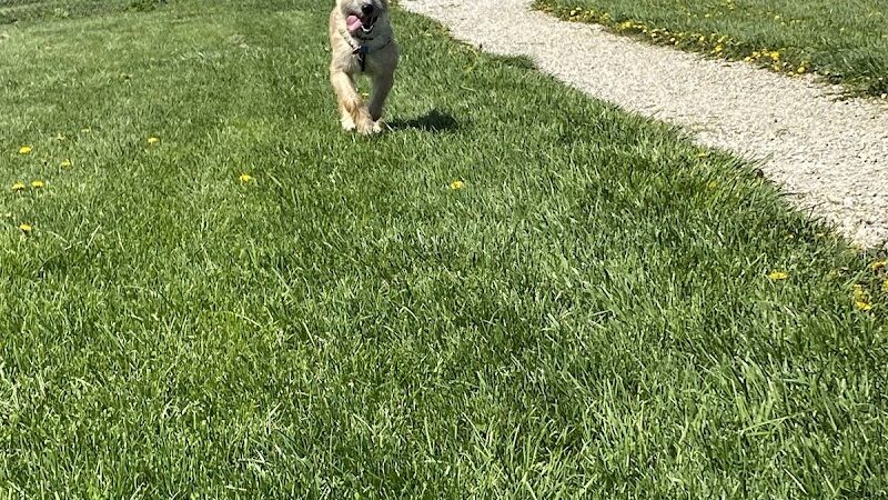 Scentral Dog Park - Greenville, OH