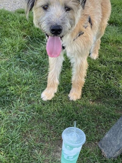 Scentral Dog Park - Greenville, OH