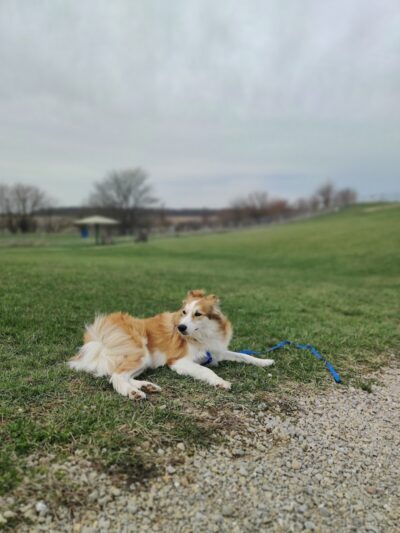 Scentral Dog Park - Greenville, OH