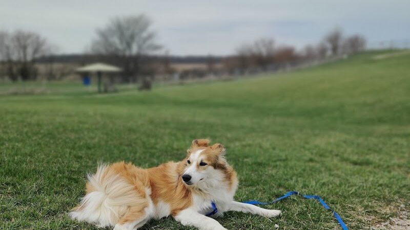Scentral Dog Park - Greenville, OH