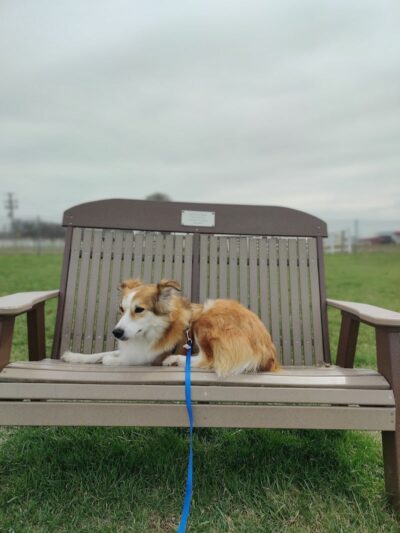 Scentral Dog Park - Greenville, OH