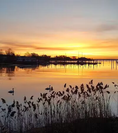 Grass Island Dog Park - Greenwich, CT
