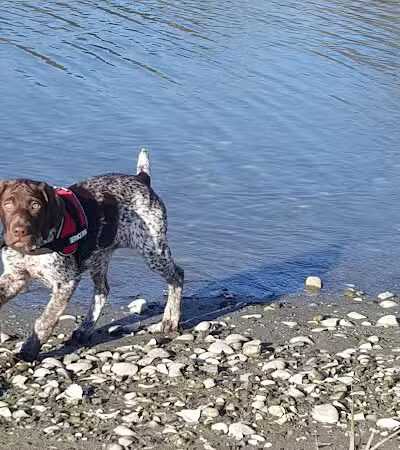 Grass Island Dog Park - Greenwich, CT