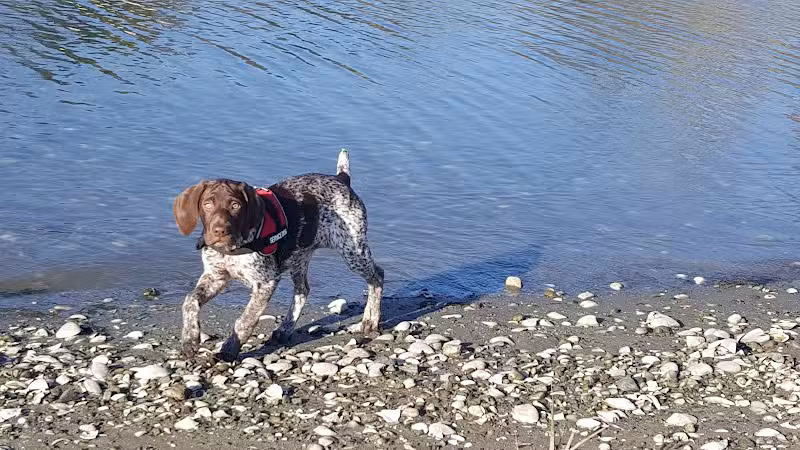 Grass Island Dog Park - Greenwich, CT