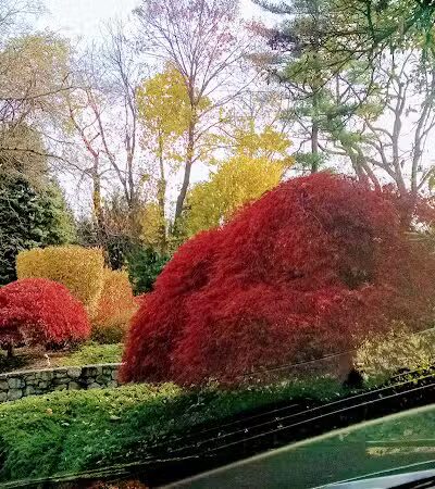 Grass Island Dog Park - Greenwich, CT