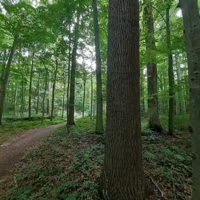 Pine Hill Park - Crall Woods - Greenwich, OH