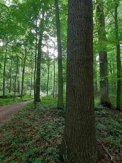 Pine Hill Park - Crall Woods - Greenwich, OH