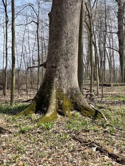 Pine Hill Park - Crall Woods - Greenwich, OH