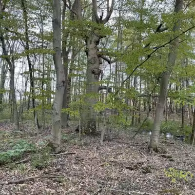 Pine Hill Park - Crall Woods - Greenwich, OH