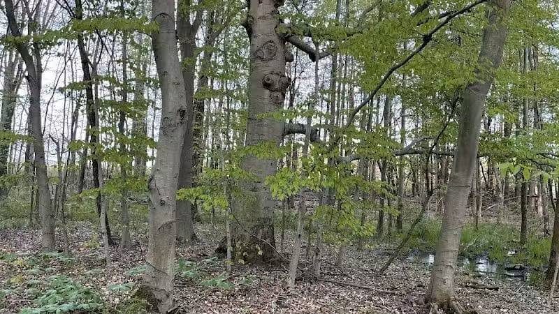 Pine Hill Park - Crall Woods - Greenwich, OH
