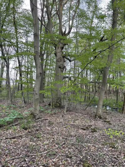 Pine Hill Park - Crall Woods - Greenwich, OH