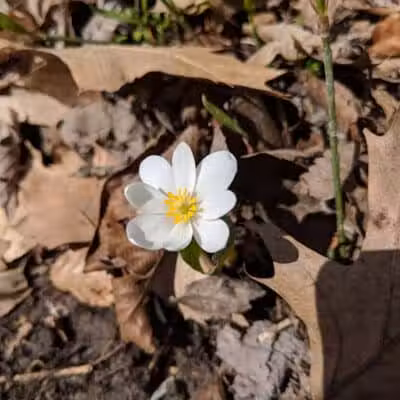 Pine Hill Park - Crall Woods - Greenwich, OH