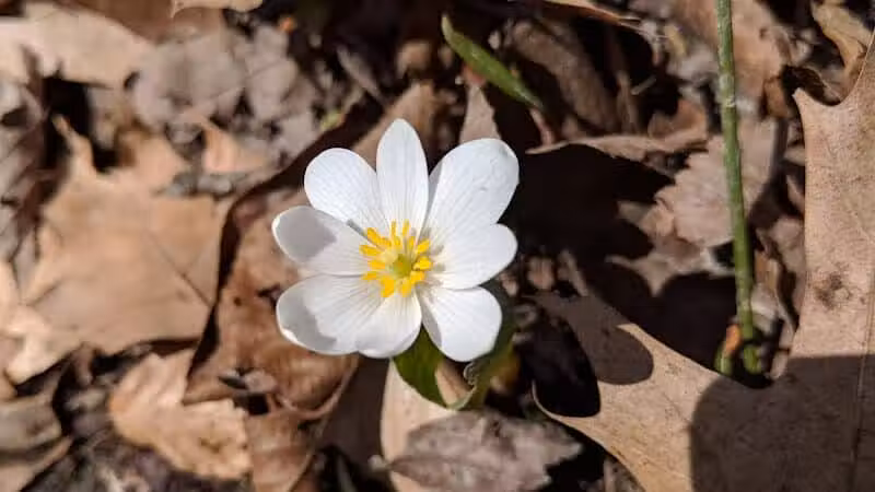 Pine Hill Park - Crall Woods - Greenwich, OH