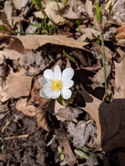 Pine Hill Park - Crall Woods - Greenwich, OH