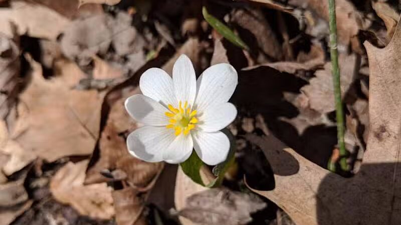 Pine Hill Park - Crall Woods - Greenwich, OH