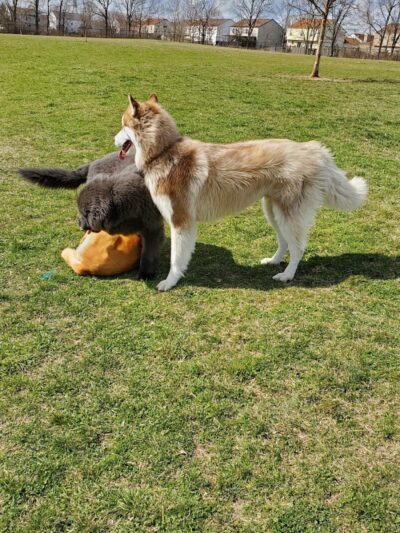 Breck Community Dog Park - Grove City, OH