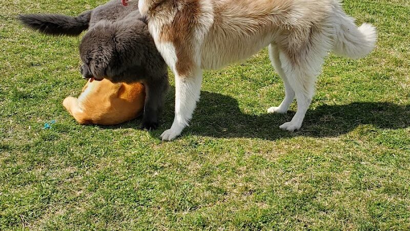 Breck Community Dog Park - Grove City, OH