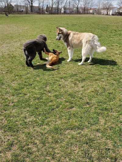 Breck Community Dog Park - Grove City, OH