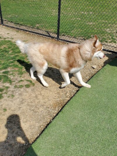 Breck Community Dog Park - Grove City, OH