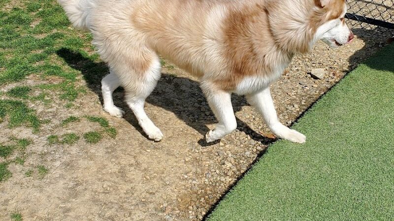 Breck Community Dog Park - Grove City, OH