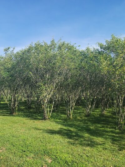 Walnut Woods Dog Park - Groveport, OH