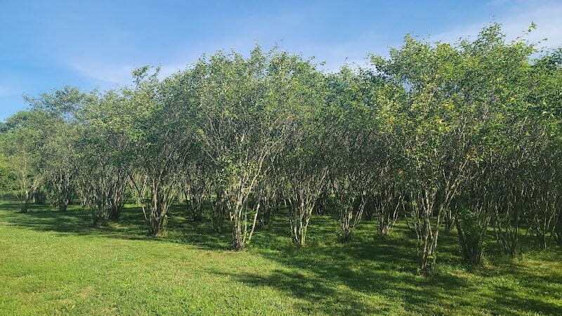 Walnut Woods Dog Park - Groveport, OH