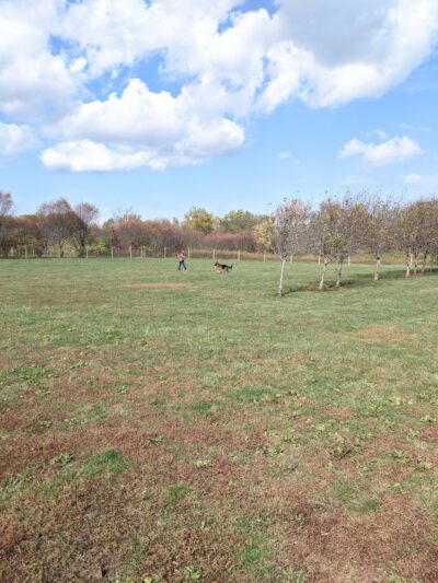 Walnut Woods Dog Park - Groveport, OH
