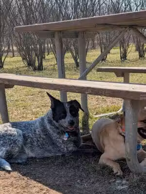 Walnut Woods Dog Park - Groveport, OH