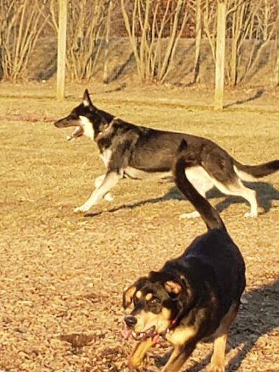 Walnut Woods Dog Park - Groveport, OH