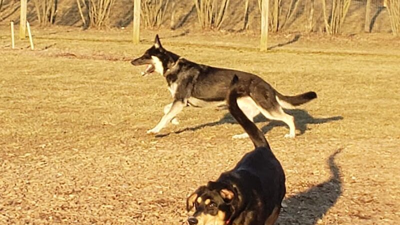 Walnut Woods Dog Park - Groveport, OH
