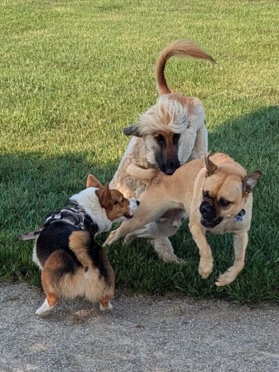 Walnut Woods Dog Park - Groveport, OH