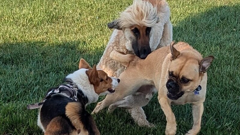 Walnut Woods Dog Park - Groveport, OH