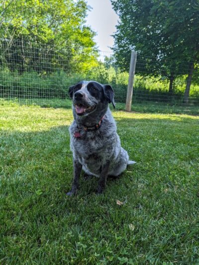 Walnut Woods Dog Park - Groveport, OH