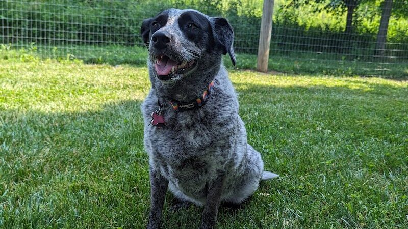 Walnut Woods Dog Park - Groveport, OH