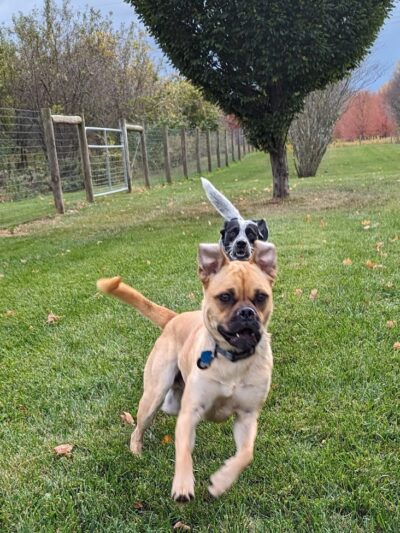 Walnut Woods Dog Park - Groveport, OH