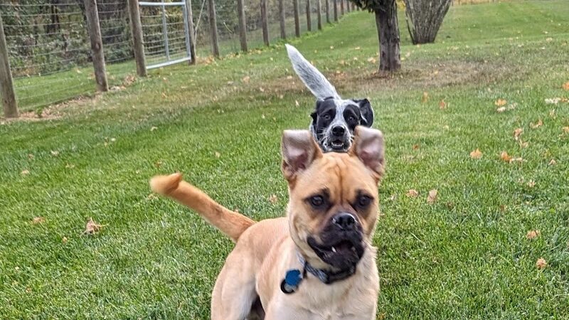 Walnut Woods Dog Park - Groveport, OH