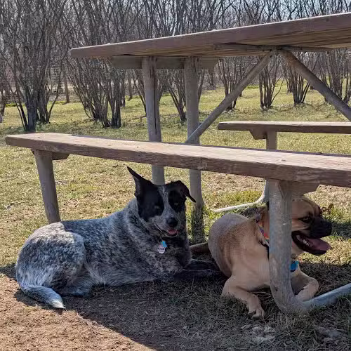 Walnut Woods Dog Park - Groveport, OH