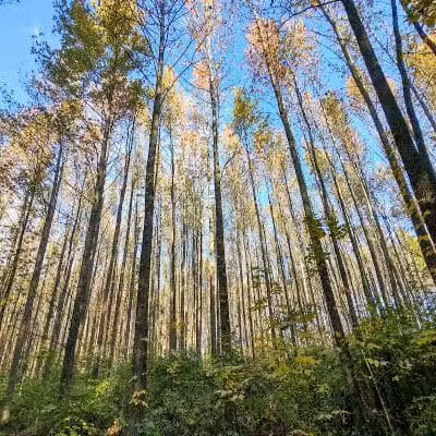 Walnut Woods Metro Park - Groveport, OH