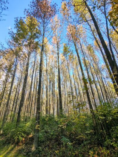 Walnut Woods Metro Park - Groveport, OH