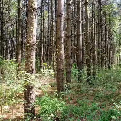 Walnut Woods Metro Park - Groveport, OH